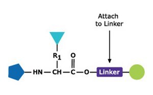 Peptide Synthesis