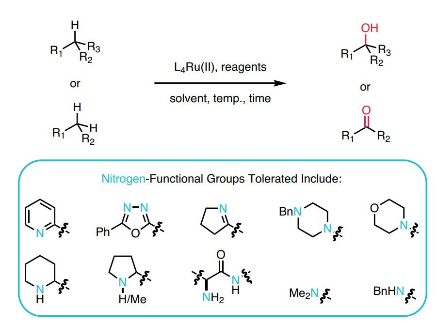 Amintolerante ungerichtete C-H-Hydroxylierung