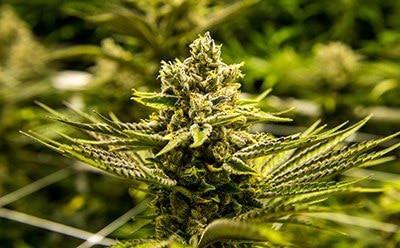 Residual pesticide and mycotoxin analysis in Cannabis & hemp using LC-MS/MS and GC-MS/MS to meet regulatory requirements.