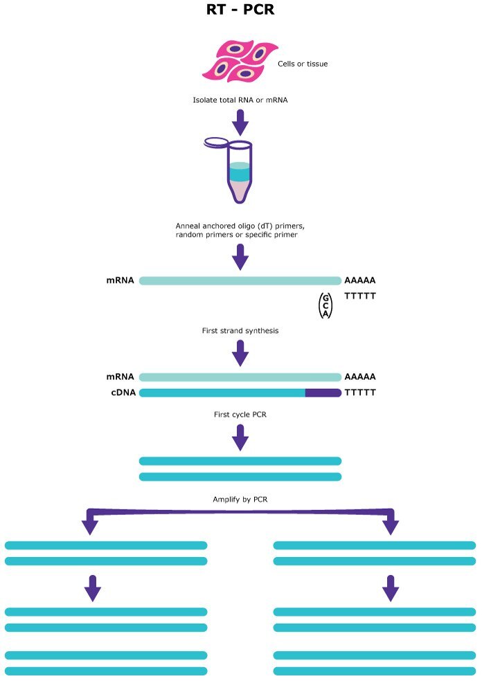 Reverse-Transkriptase(RT)-PCR beinhaltet die folgenden Schritte: Isolierung von RNA oder mRNA, Primer-Hybridisierung, Erststrang-Synthese und PCR-Amplifikation