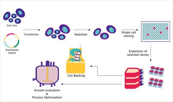 Rekombinante Proteinexpression in S&auml;ugerzellen