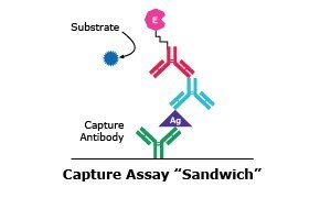 ELISA-Nachweis - Capture-Assay &bdquo;Sandwich&ldquo;