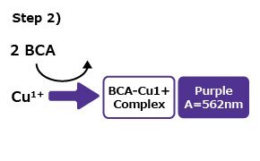 Protein Quantitation Step 2