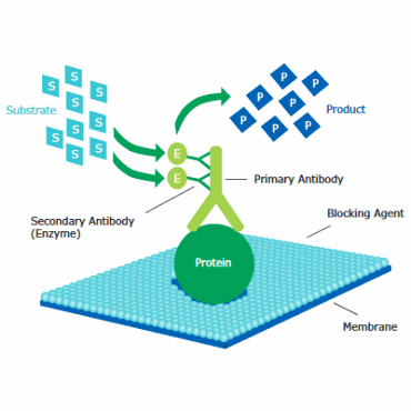 Western blotting Detection of target protein using primary and HRP-conjugated secondary antibody with substrate.