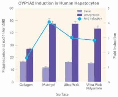 Effects of four different cell culture surfaces