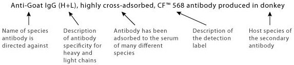 Anti-Goat IgG (H+L), highly cross-adsorbed, CF™ 568 antibody produced in donkey