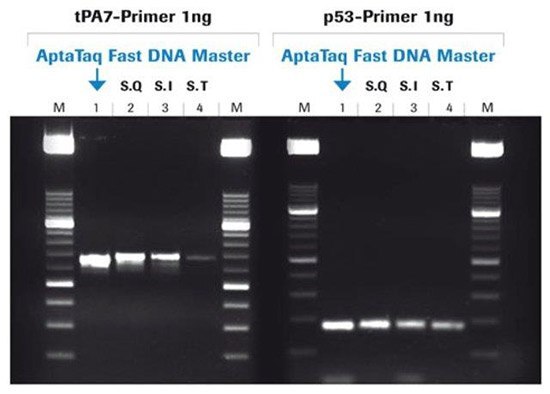 PCR Amplification with AptaTaq™ Fast PCR Master