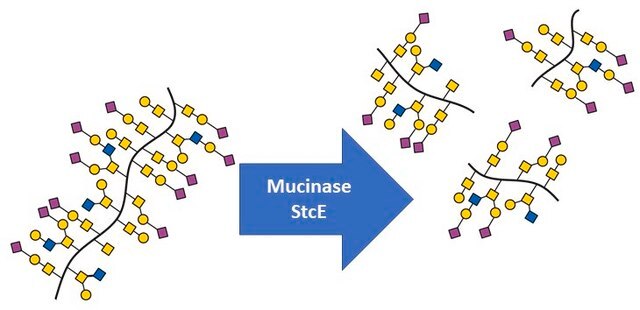 Mucinase StcE mass spec suitable, from EHEC, recombinant, powder