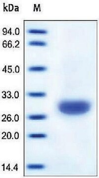 Carbonic Anhydrase 2/CA2 human recombinant, expressed in HEK 293 cells, &#8805;95% (SDS-PAGE)