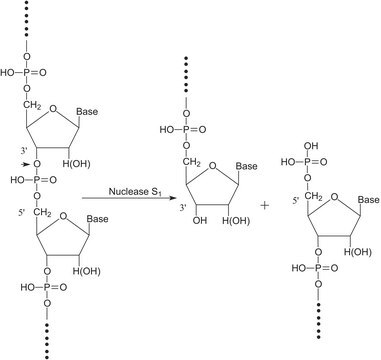 Nuclease S1 from Aspergillus oryzae for single-strand DNA/RNA digestion