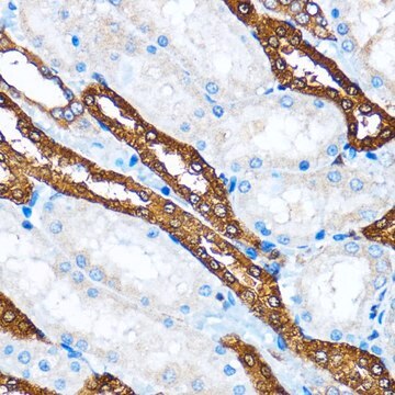 Anti-PIK3CA antibody produced in rabbit