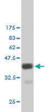 Monoclonal Anti-MERTK antibody produced in mouse clone 2D2, purified immunoglobulin, buffered aqueous solution