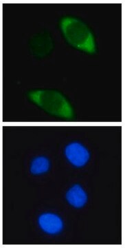 Anti-Cas9 Antibody, clone 7A9 clone 7A9, from mouse