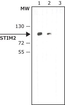 Anti-STIM2 in Kaninchen hergestellte Antikörper ~1.0&#160;mg/mL, affinity isolated antibody, buffered aqueous solution