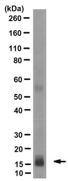 Anti-Bax Antibody, clone 6A7 clone 6A7, from mouse