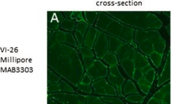 Anti-Collagen Type VI Antibody, clone VI-26 clone VI-26, Chemicon&#174;, from mouse