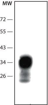 Anti-Prion Protein antibody, Mouse monoclonal clone 8H4, purified from hybridoma cell culture