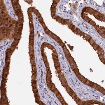 Anti-HN1L antibody produced in rabbit Prestige Antibodies&#174; Powered by Atlas Antibodies, affinity isolated antibody, buffered aqueous glycerol solution