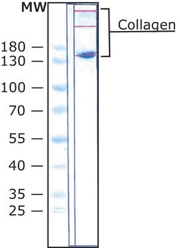 Kollagen aus chicken sternal cartilage Type II (Miller), powder, BioReagent, suitable for cell culture