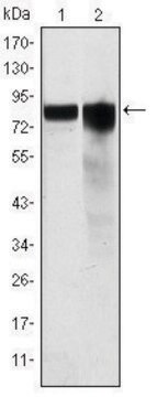 Monoclonal Anti-GYS1 antibody produced in mouse clone 3A7, ascites fluid