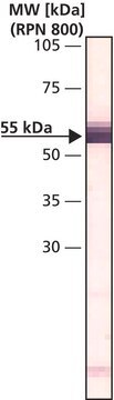 Monoclonal Anti-&#946;-Tubulin IV antibody produced in mouse clone ONS.1A6, ascites fluid