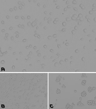 Laminin/Poly-L-Ornithine Coating Solution 0.2 &#956;m filtered, BioReagent, suitable for cell culture, Ready-to-use mixture