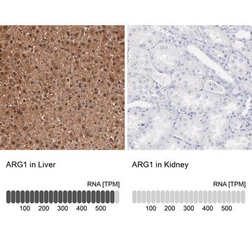 Anti-ARG1 antibody produced in rabbit Prestige Antibodies&#174; Powered by Atlas Antibodies, affinity isolated antibody, buffered aqueous glycerol solution