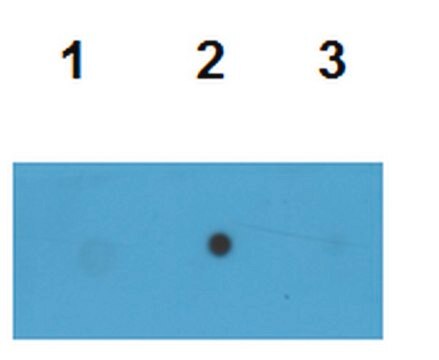 Anti-Tau (T22), oligomeric Antibody serum, from rabbit