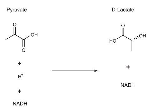 D-Lactic Dehydrogenase from Lactobacillus leichmannii ammonium sulfate suspension, &#8805;250&#160;units/mg protein (biuret)