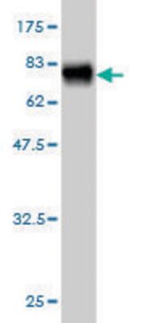 Monoclonal Anti-NADK antibody produced in mouse clone 5F4, purified immunoglobulin, buffered aqueous solution