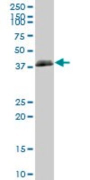 Anti-HLA-B antibody produced in mouse purified immunoglobulin, buffered aqueous solution