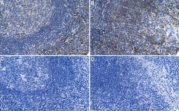 Anti-CXCL12/SDF1 Antibody, clone 5I2 ZooMAb&#174; Rabbit Monoclonal recombinant, expressed in HEK 293 cells