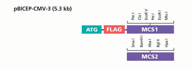 pBICEP-CMV&#8482;-3 Expression Vector