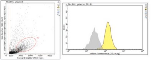 Anti-Myeloperoxidase Antibody from rabbit, purified by affinity chromatography