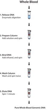 GenElute&#8482; Blood Genomic DNA Kit sufficient for 70&#160;purifications