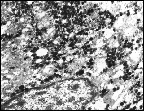 Anti-Rabbit IgG (whole molecule)–Gold antibody produced in goat affinity isolated antibody, aqueous glycerol suspension, 10&#160;nm (colloidal gold)