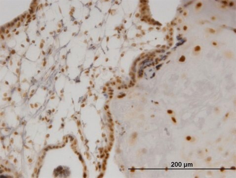 Monoclonal Anti-OLIG2 antibody produced in mouse clone 3C9, purified immunoglobulin, buffered aqueous solution