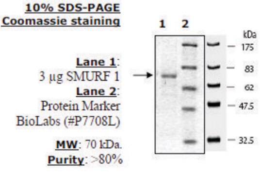 SMURF1 Active human recombinant, expressed in baculovirus infected insect cells, &#8805;80% (SDS-PAGE)