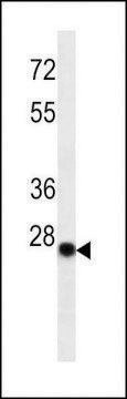 MONOCLONAL ANTI-KAPPA LIGHT CHAIN antibody produced in mouse clone HP6053, IgG fraction of antiserum, buffered aqueous solution