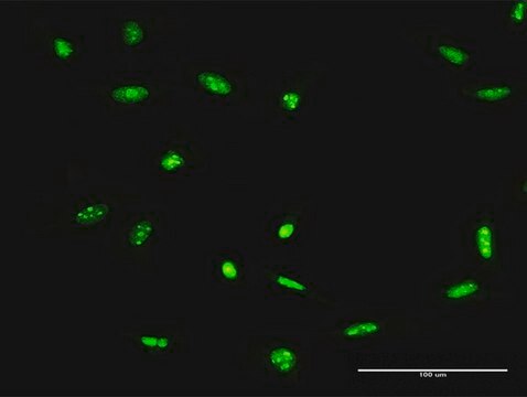 Anti-ADAR antibody produced in rabbit purified immunoglobulin, buffered aqueous solution