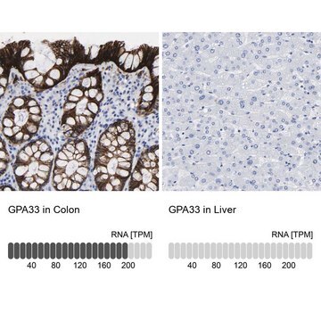 Anti-GPA33 antibody produced in rabbit Prestige Antibodies&#174; Powered by Atlas Antibodies, affinity isolated antibody, buffered aqueous glycerol solution