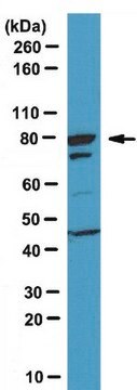 Anti-FoxP2 Antibody serum, from rabbit