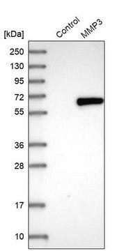 Anti-MMP3 antibody produced in rabbit Prestige Antibodies&#174; Powered by Atlas Antibodies, affinity isolated antibody, buffered aqueous glycerol solution