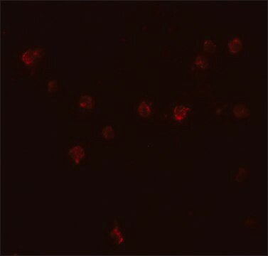 Anti-DDX60 antibody produced in rabbit affinity isolated antibody, buffered aqueous solution