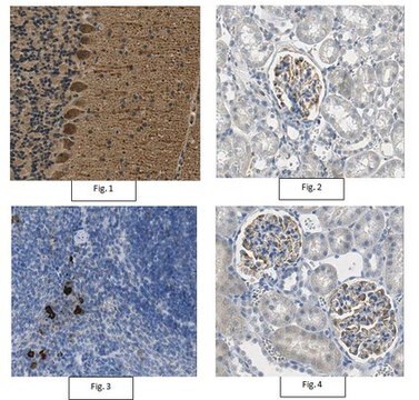 Anti-VEGF-A Antibody from rabbit, purified by affinity chromatography