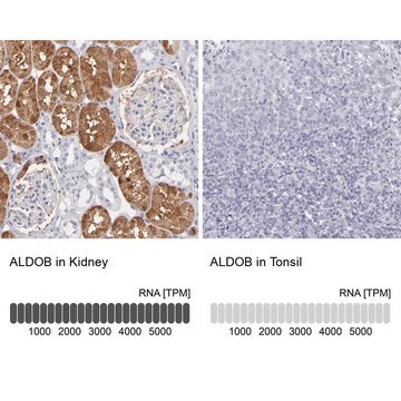 Anti-ALDOB antibody produced in rabbit Prestige Antibodies&#174; Powered by Atlas Antibodies, affinity isolated antibody, buffered aqueous glycerol solution