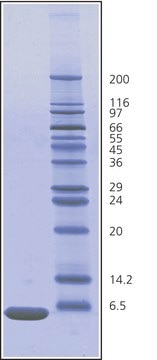 Ubiquitin aus Rindererythrocyten BioUltra, &#8805;98% (SDS-PAGE), essentially salt-free, lyophilized powder