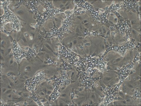 Differentiated HepaRG&#8482; Cells Cryopreserved