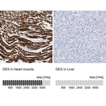 Anti-DES antibody produced in rabbit Prestige Antibodies&#174; Powered by Atlas Antibodies, affinity isolated antibody, buffered aqueous glycerol solution