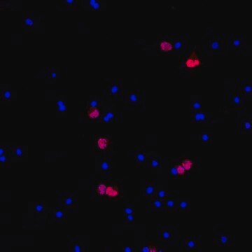 Anti-NeuN (rabbit) Antibody, Cy3 Conjugate from rabbit, CY3 conjugate